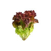 ORGANIC LETTUCE RED